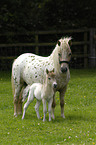 American Miniature Horses