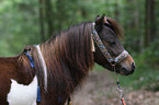 American Miniature Horse