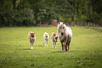 American Miniature Horses