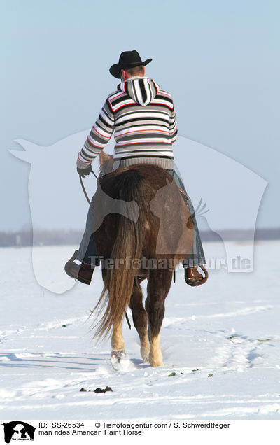 Mann reitet American Paint Horse / man rides American Paint Horse / SS-26534
