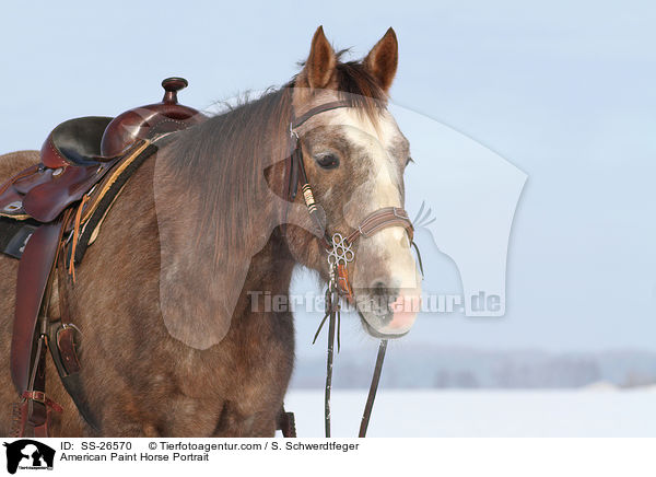 American Paint Horse Portrait / American Paint Horse Portrait / SS-26570