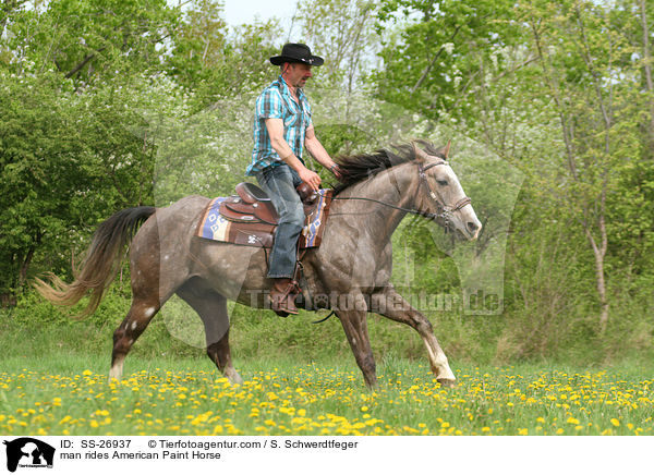 Mann reitet American Paint Horse / man rides American Paint Horse / SS-26937