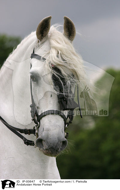 Andalusier im Portrait / Andalusian Horse Portrait / IP-00647