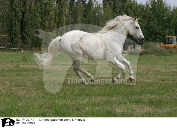 galoppierender Andalusier / running horse / IP-00741