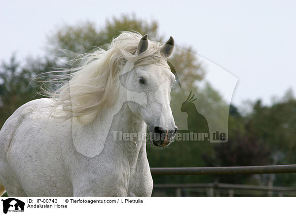 Andalusier in Bewegung / Andalusian Horse / IP-00743