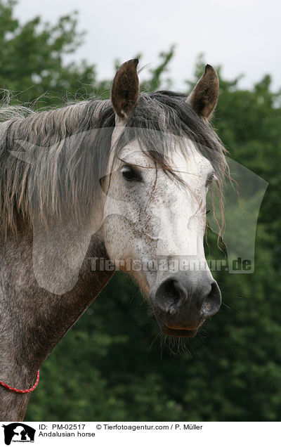 Andalusian horse / PM-02517