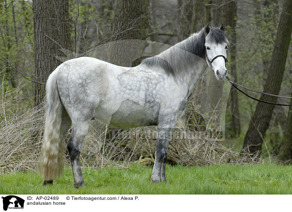 Andalusier / andalusian horse / AP-02489