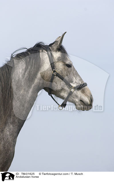 Andalusier / Andalusian horse / TM-01625