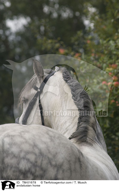 Andalusier / andalusian horse / TM-01678