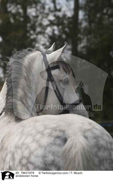 Andalusier / andalusian horse / TM-01679