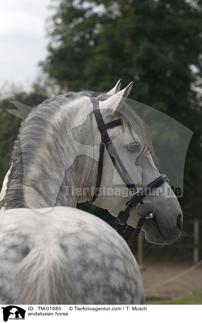 Andalusier / andalusian horse / TM-01680
