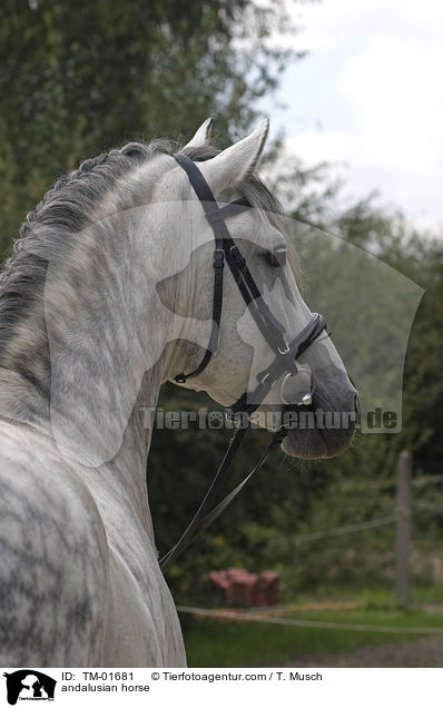 Andalusier / andalusian horse / TM-01681