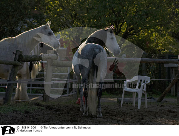 Andalusier / Andalusian horses / NS-01206