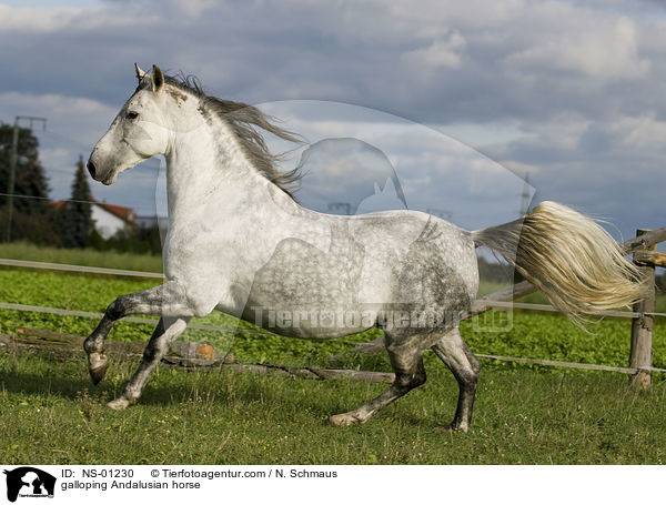 galoppierender Andalusier / galloping Andalusian horse / NS-01230