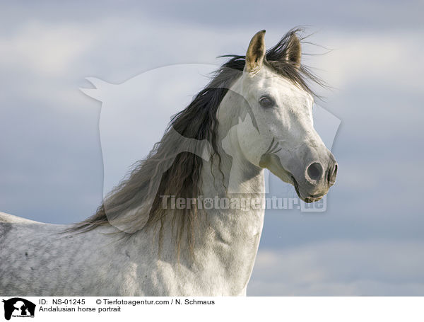 Andalusier Portrait / Andalusian horse portrait / NS-01245