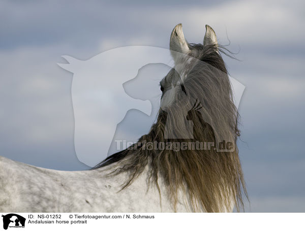 Andalusier Portrait / Andalusian horse portrait / NS-01252