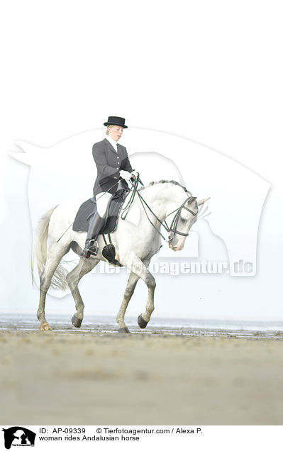 Frau reitet Andalusier / woman rides Andalusian horse / AP-09339