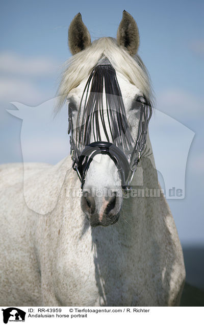 Andalusier Portrait / Andalusian horse portrait / RR-43959