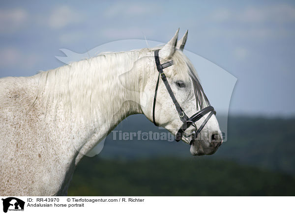 Andalusier Portrait / Andalusian horse portrait / RR-43970