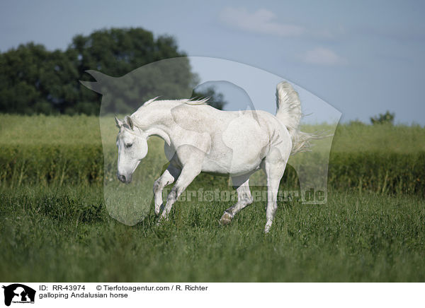 galloping Andalusian horse / RR-43974