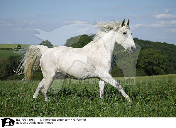 galloping Andalusian horse / RR-43981