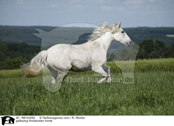 galloping Andalusian horse / RR-43990