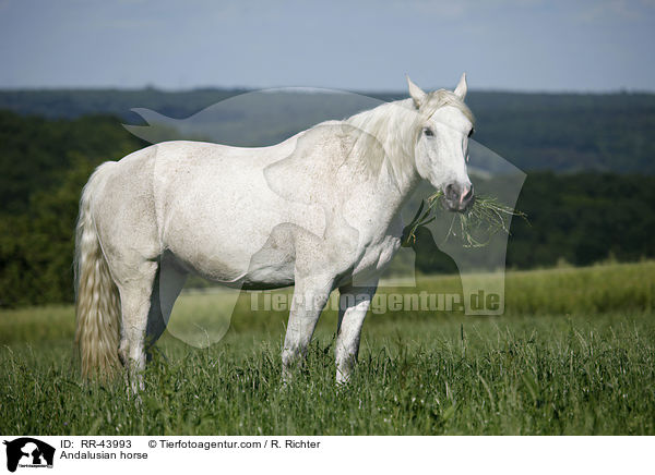 Andalusian horse / RR-43993