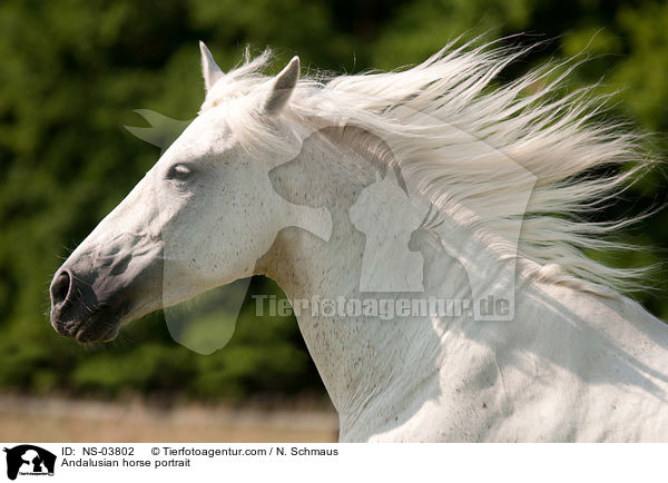 Andalusier Portrait / Andalusian horse portrait / NS-03802