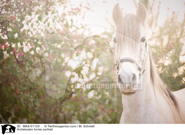 Andalusier Portrait / Andalusian horse portrait / MAS-01124