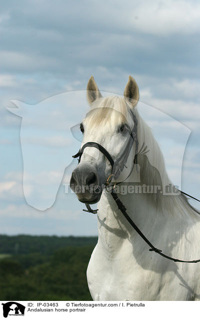 Andalusier Portrait / Andalusian horse portrair / IP-03463