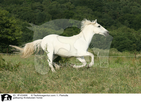 galoppierender Andalusier / galloping Andalusian horse / IP-03468