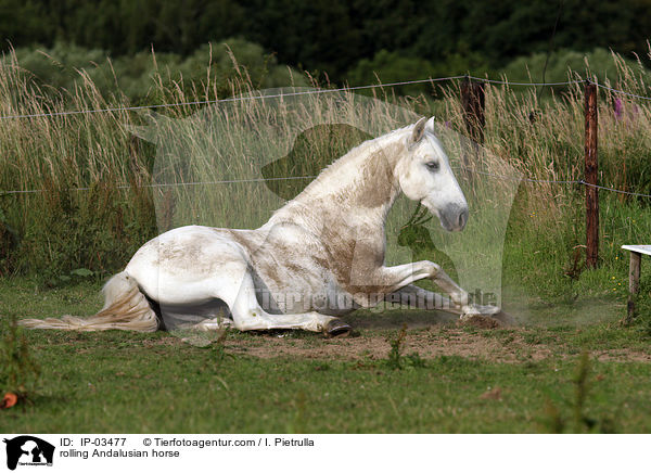Andalusier wlzt sich / rolling Andalusian horse / IP-03477