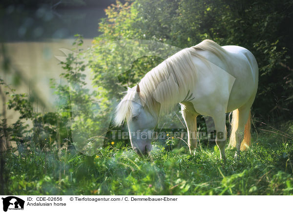 Andalusian horse / CDE-02656