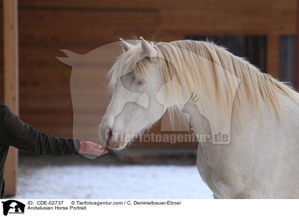 Andalusier Portrait / Andalusian Horse Portrait / CDE-02737