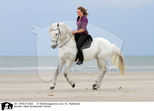 Frau reitet Andalusier / woman rides Andalusian Horse / EHO-01262