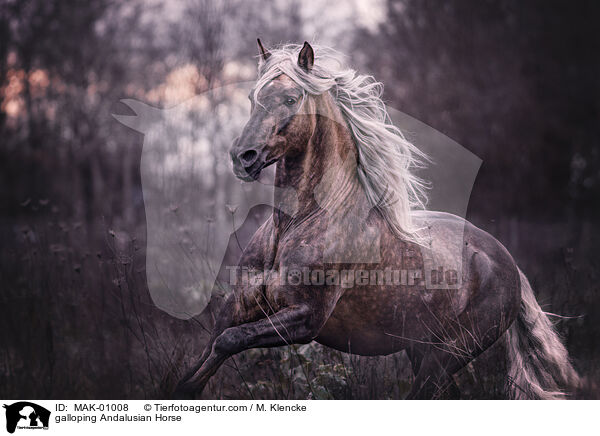 galoppierender Andalusier / galloping Andalusian Horse / MAK-01008
