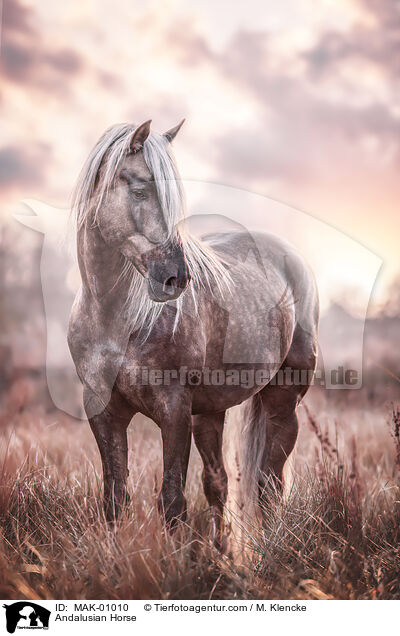 Andalusier / Andalusian Horse / MAK-01010