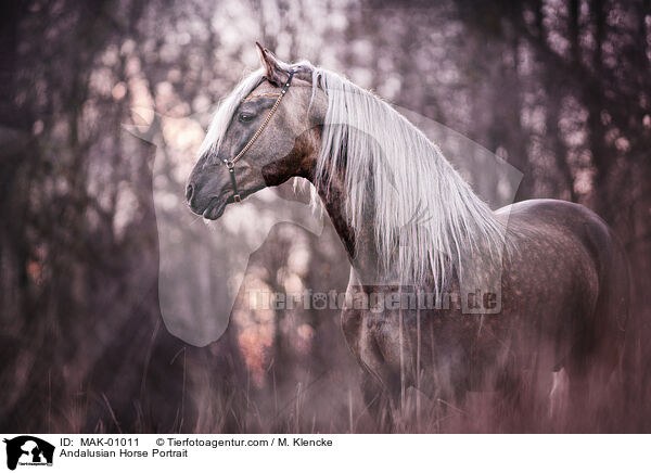 Andalusier Portrait / Andalusian Horse Portrait / MAK-01011