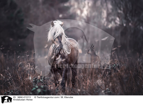 Andalusier / Andalusian Horse / MAK-01013