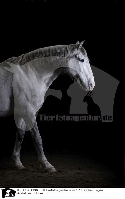 Andalusier / Andalusian Horse / PB-01136