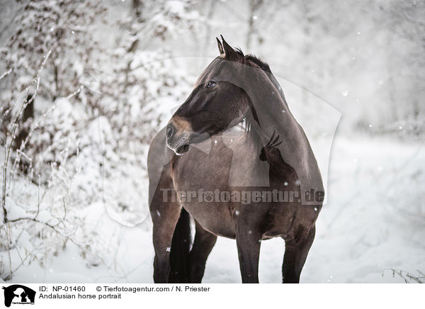 Andalusier Portrait / Andalusian horse portrait / NP-01460