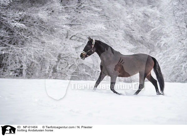 trabender Andalusier / trotting Andalusian horse / NP-01464