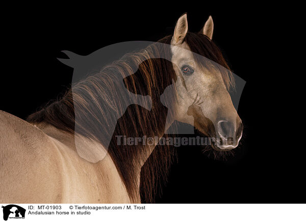 Andalusian horse in studio / MT-01903