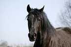 Andalusian horse