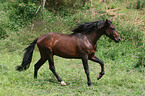 Andalusian horse