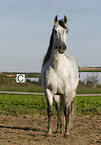 Andalusian horse