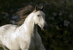 Andalusian horse portrait