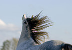 Andalusian horse portrait