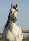 Andalusian horse portrait