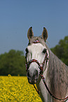 Andalusian horse portrait